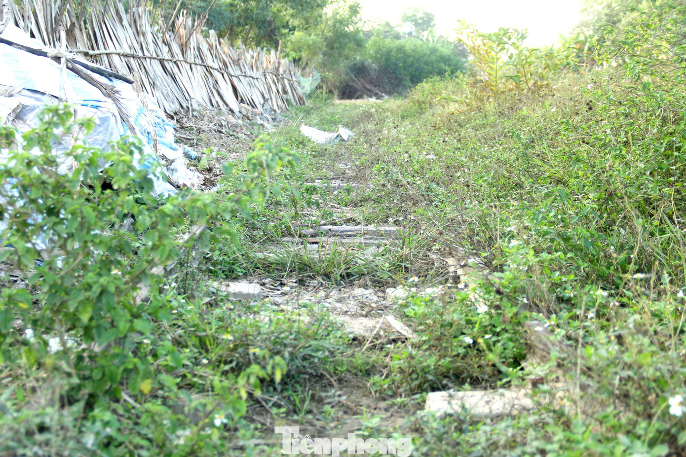 Nhiều đoạn đường ray đã bị cỏ che lấp, chẳng ai còn có thể hình dung được đây từng là một nhà ga sầm uất của khu vực Tây Bắc xứ Nghệ. Nhiều đoạn đường ray đã bị cỏ che lấp, chẳng ai còn có thể hình dung được đây từng là một nhà ga sầm uất của khu vực Tây Bắc xứ Nghệ.