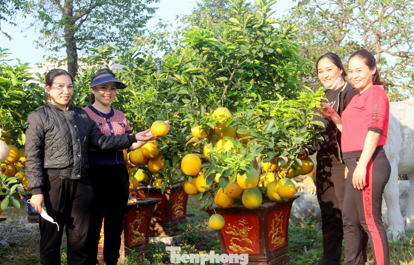 Đối với những cây bưởi Diễn loại 2 có kích thước nhỏ hơn loại 1, tuy nhiên sở hữu gốc to, nhiều quả, nhiều lộc, được bỏ sẵn trong chậu và đôn lên cao, được bán với giá từ 5 - 7 triệu đồng. Thấp nhất cũng có giá từ 2 - 3 triệu đồng. Đối với những cây bưởi Diễn loại 2 có kích thước nhỏ hơn loại 1, tuy nhiên sở hữu gốc to, nhiều quả, nhiều lộc, được bỏ sẵn trong chậu và đôn lên cao, được bán với giá từ 5 - 7 triệu đồng. Thấp nhất cũng có giá từ 2 - 3 triệu đồng.