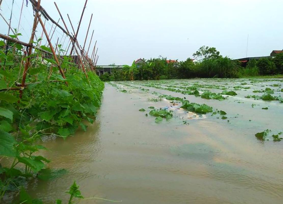 Hoa màu của người dân ngập chìm trong nước Hoa màu của người dân ngập chìm trong nước