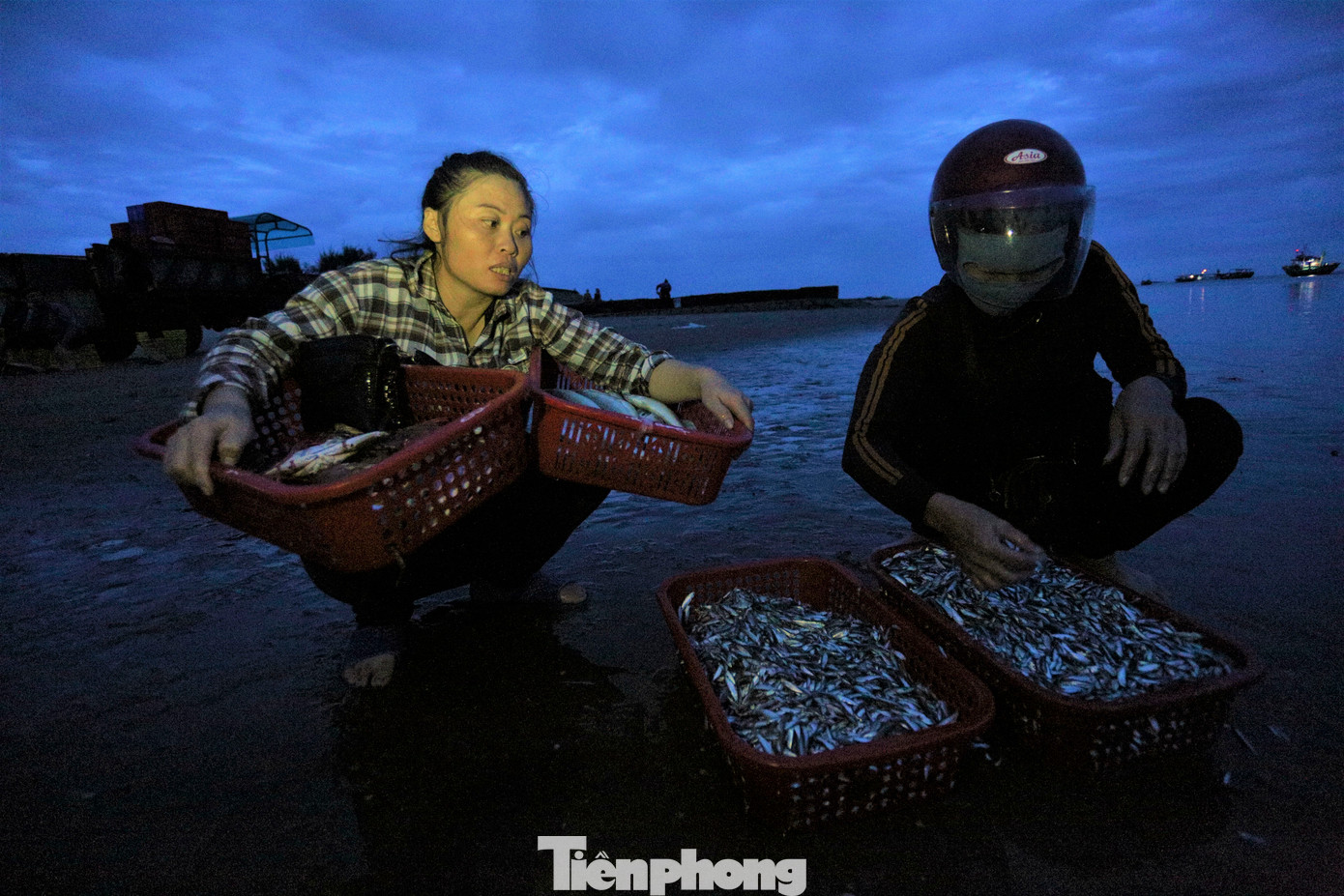 Nhiều phụ nữ ở làng chài ven biển và thương lái các chợ gom từng giỏ hàng từ nhiều tàu bè để có đủ số lượng cung ứng cho khách đã đặt.