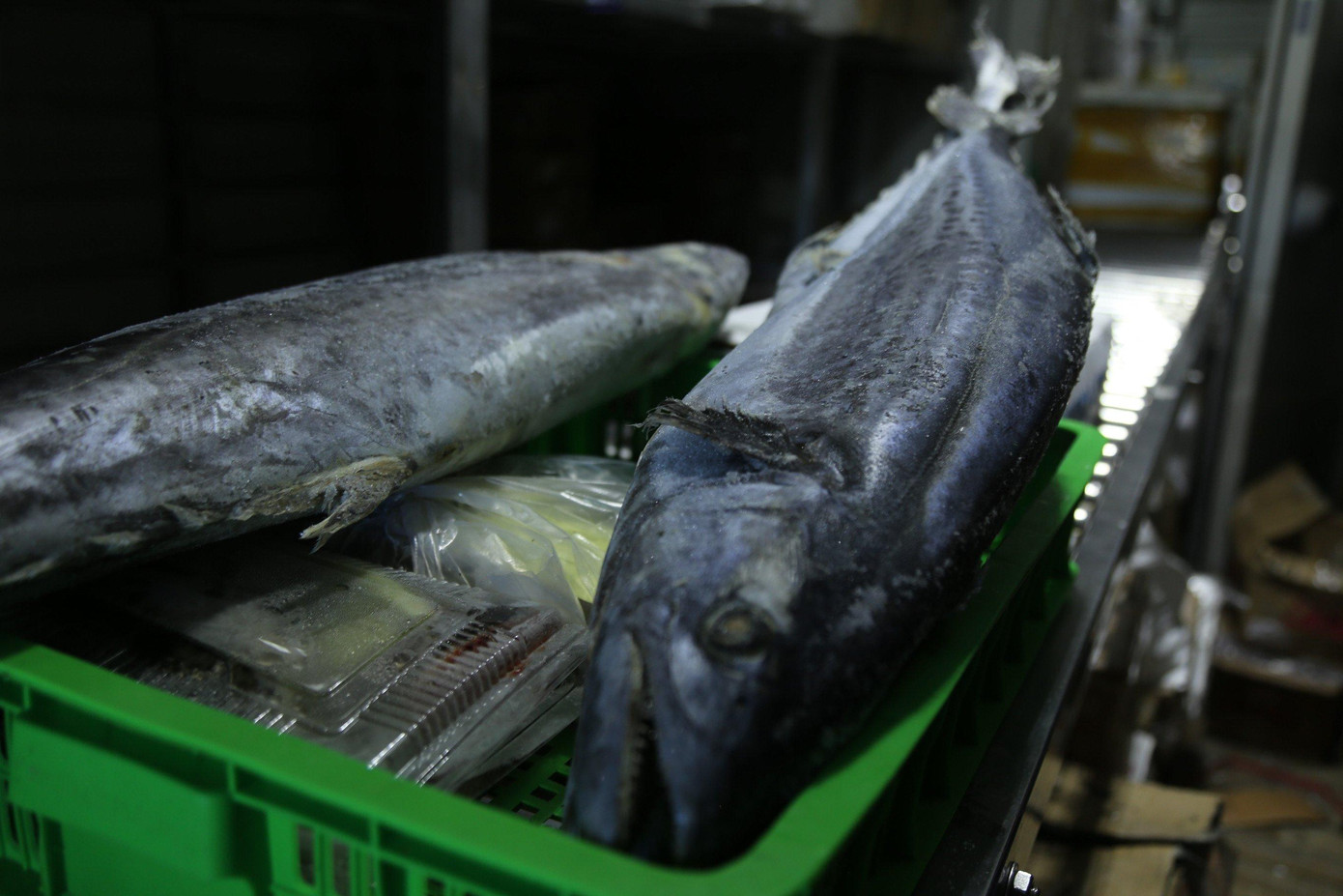 Những con cá lớn thu mua của ngư dân đánh bắt về vẫn "nằm lỳ" trong kho lạnh suốt nhiều tháng qua.