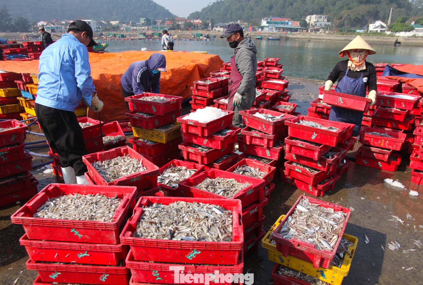 Công việc của đội bốc vác thuê là vận chuyển cá từ tàu vào bờ rồi phân vào từng khay nhựa. Các lao động sau đó sẽ bốc khay nhựa lên những xe tải đông lạnh đã chờ sẵn. Công việc của đội bốc vác thuê là vận chuyển cá từ tàu vào bờ rồi phân vào từng khay nhựa. Các lao động sau đó sẽ bốc khay nhựa lên những xe tải đông lạnh đã chờ sẵn.