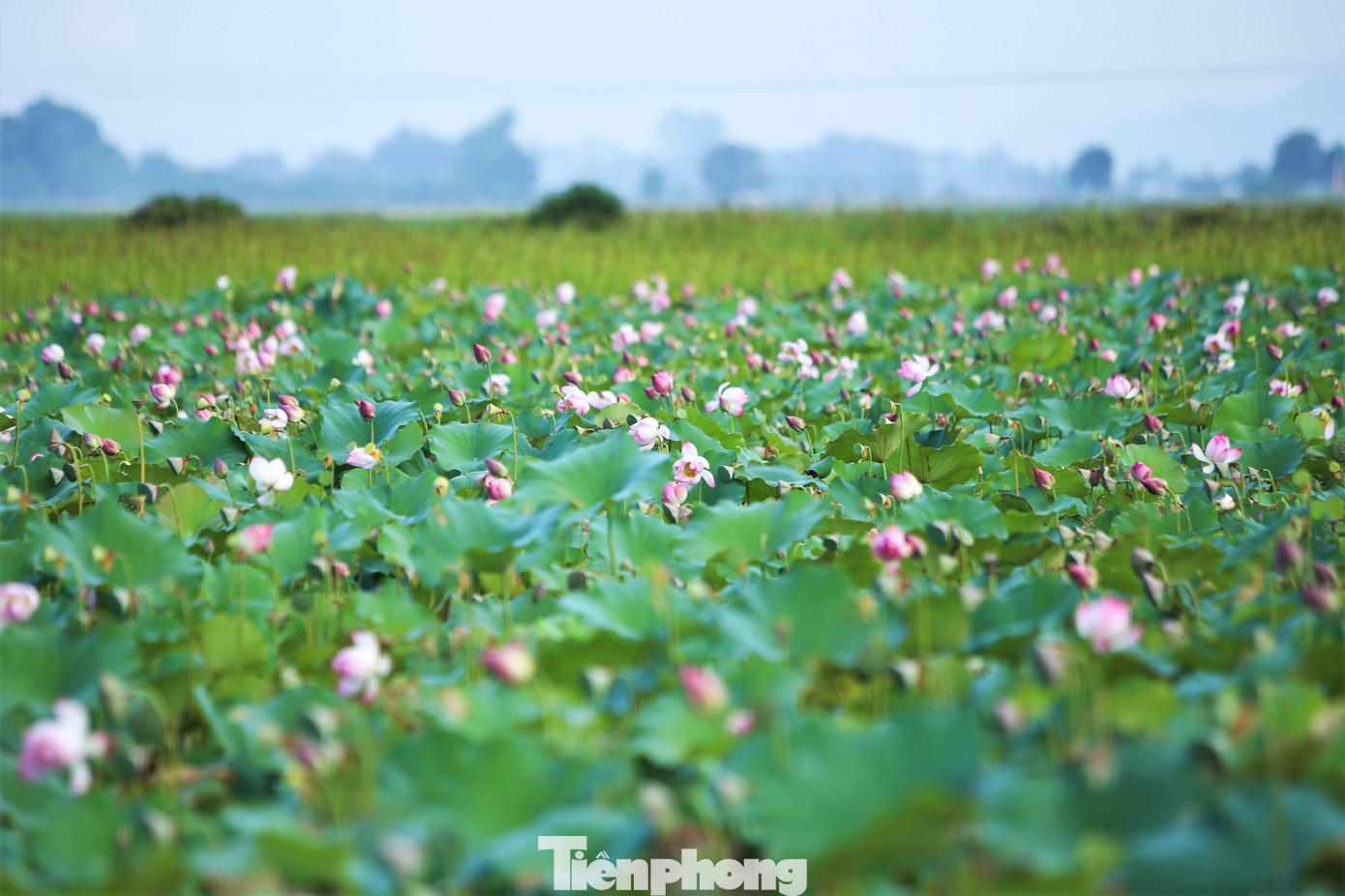 Những ngày đầu tháng 4 âm lịch, trên các cánh đồng sen ở Hà Tĩnh, hoa sen nở rộ, tỏa hương ngào ngạt, khoe sắc hồng cả một vùng quê.
