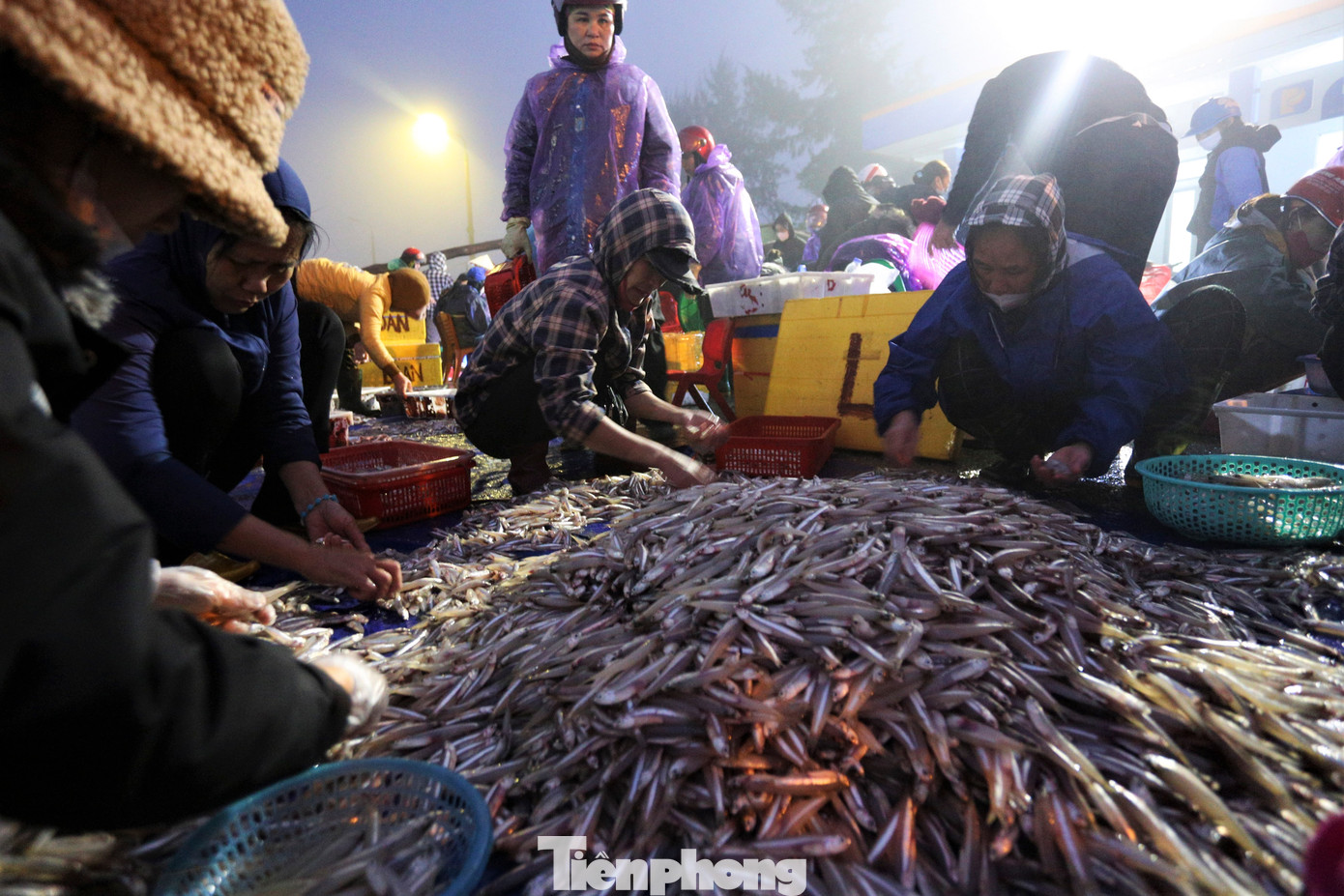 Ở một góc cảng cá, nhóm phụ nữ tất bật phân loại từng mớ cá cơm cho thương lái.