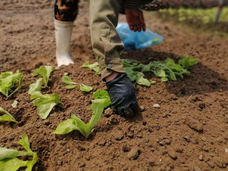 Nông dân Nghệ An vào vụ mùa mới.