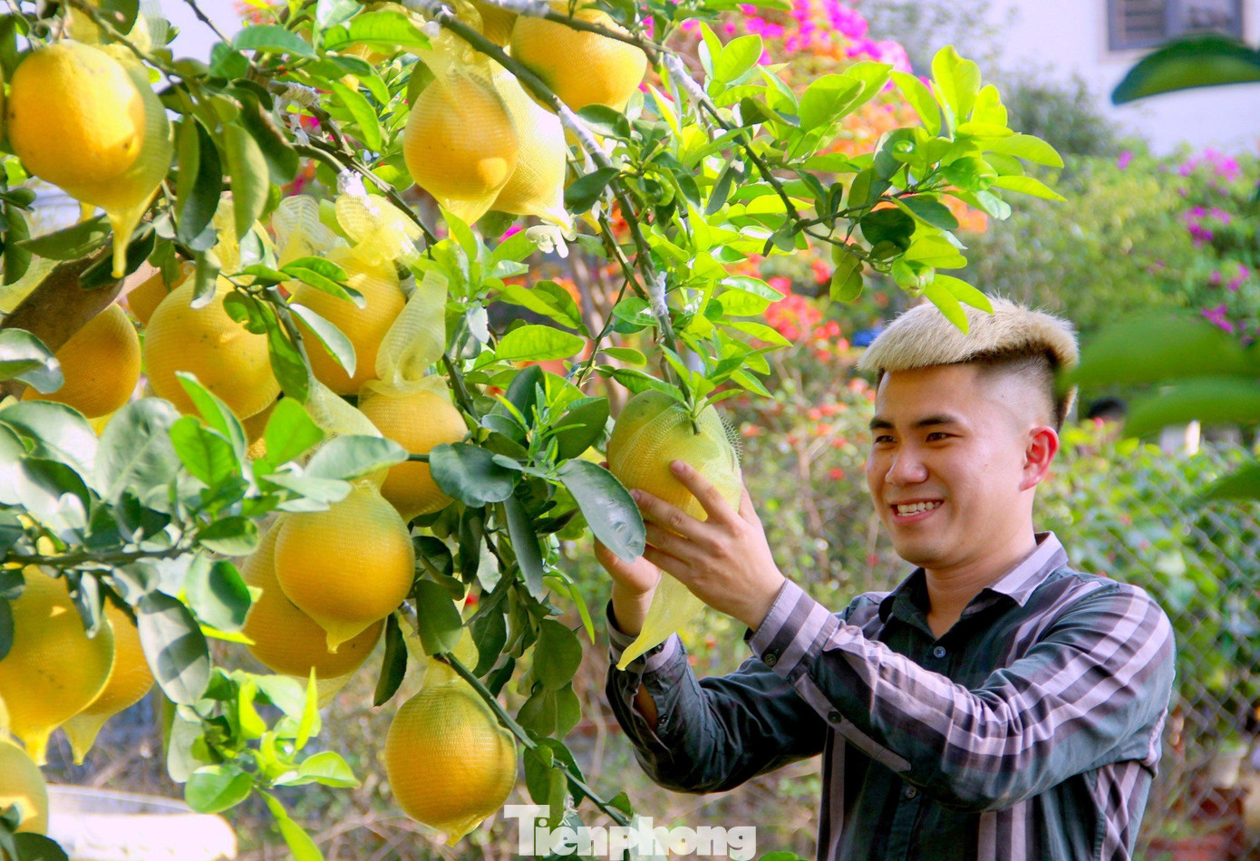 Từ vài tháng trước, anh đã bỏ công sức ra các tỉnh phía Bắc để chọn lựa những cây bưởi Diễn đẹp nhất, có nhiều kiểu dáng mới lạ, bắt mắt để đưa về quê nhà bán dịp Tết. Từ vài tháng trước, anh đã bỏ công sức ra các tỉnh phía Bắc để chọn lựa những cây bưởi Diễn đẹp nhất, có nhiều kiểu dáng mới lạ, bắt mắt để đưa về quê nhà bán dịp Tết.