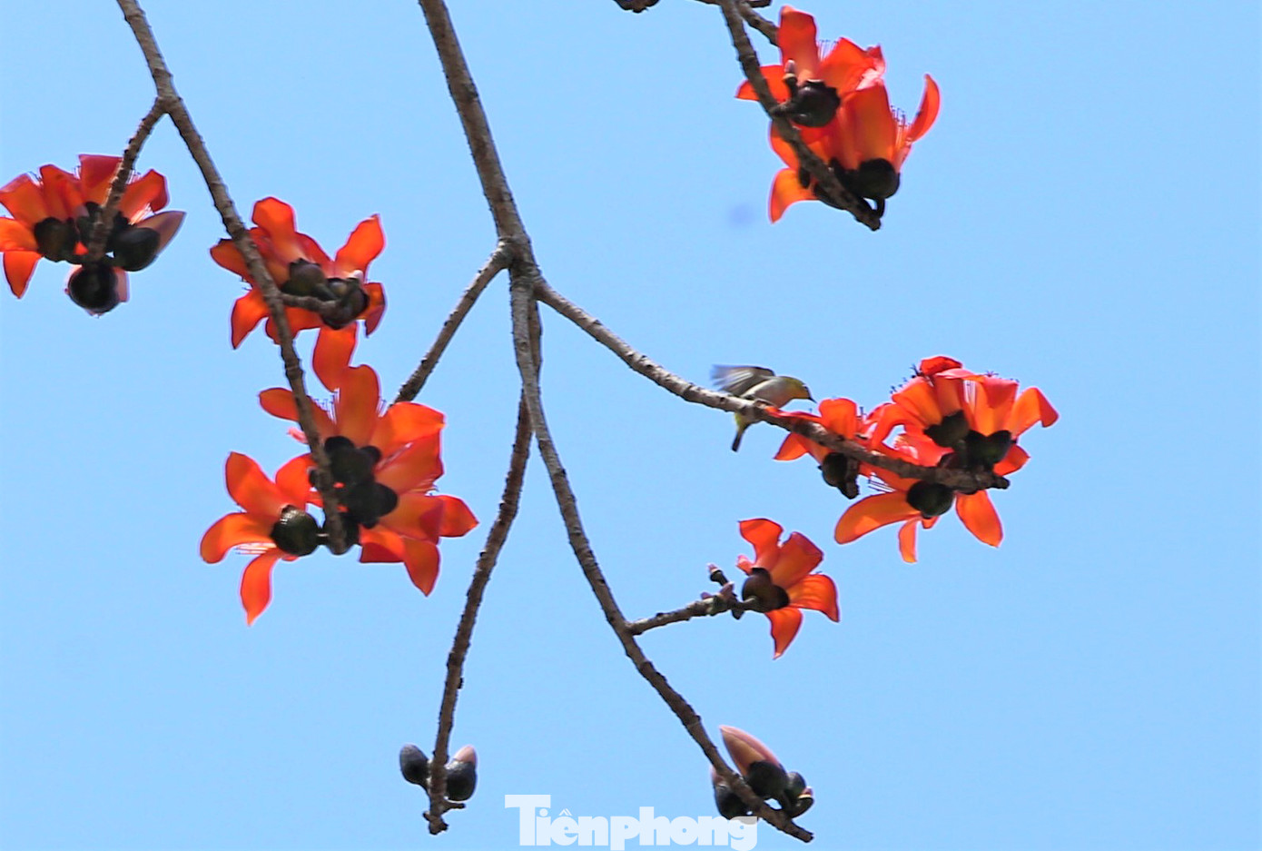 Hoa gạo bung nở, rụng xuống như rải một lớp thảm đỏ dưới gốc, trên mái hiên. Nhiều loại chim, ong bướm cũng bay về hút mật.