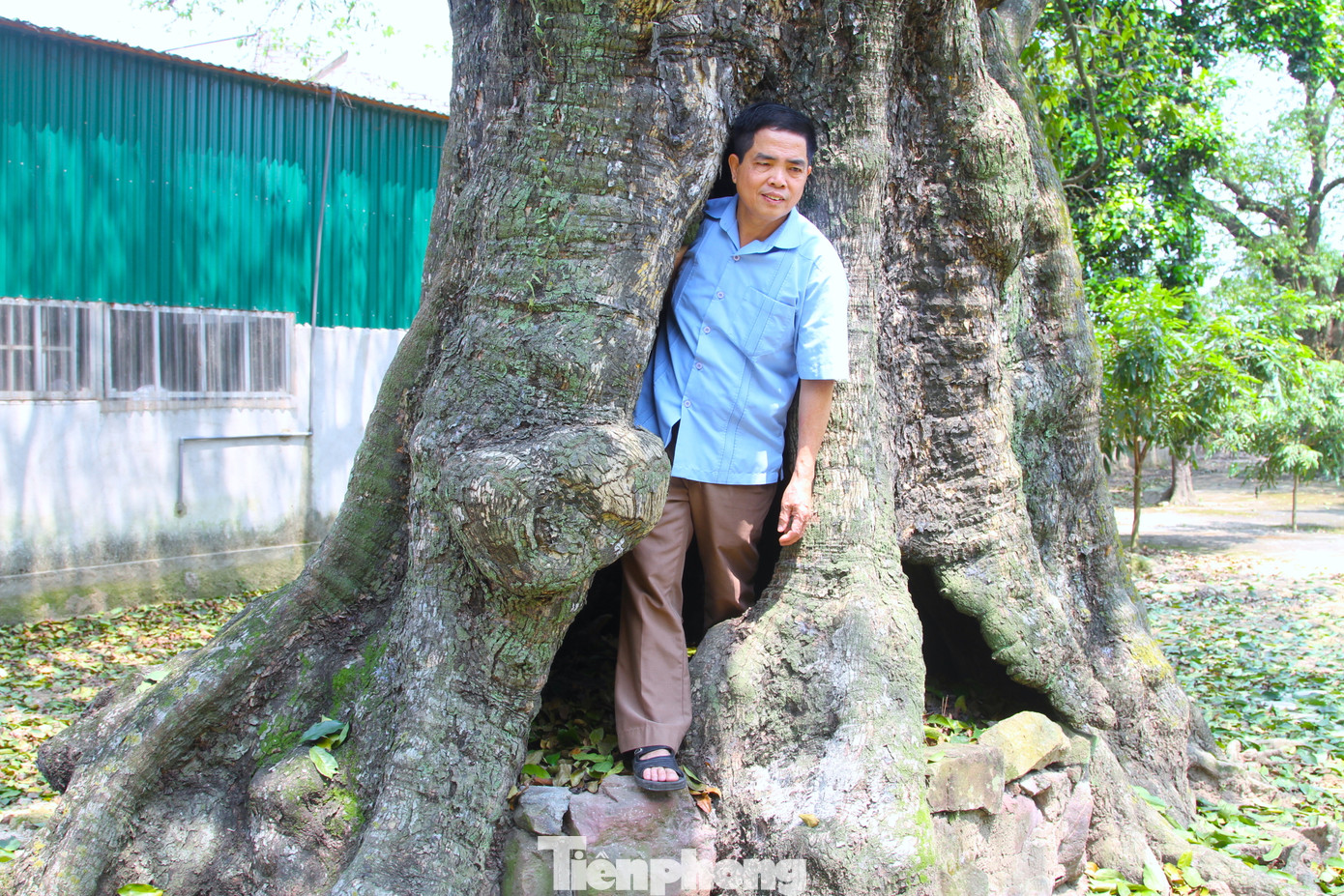 Mỗi thân cây rỗng trở thành một căn hầm.