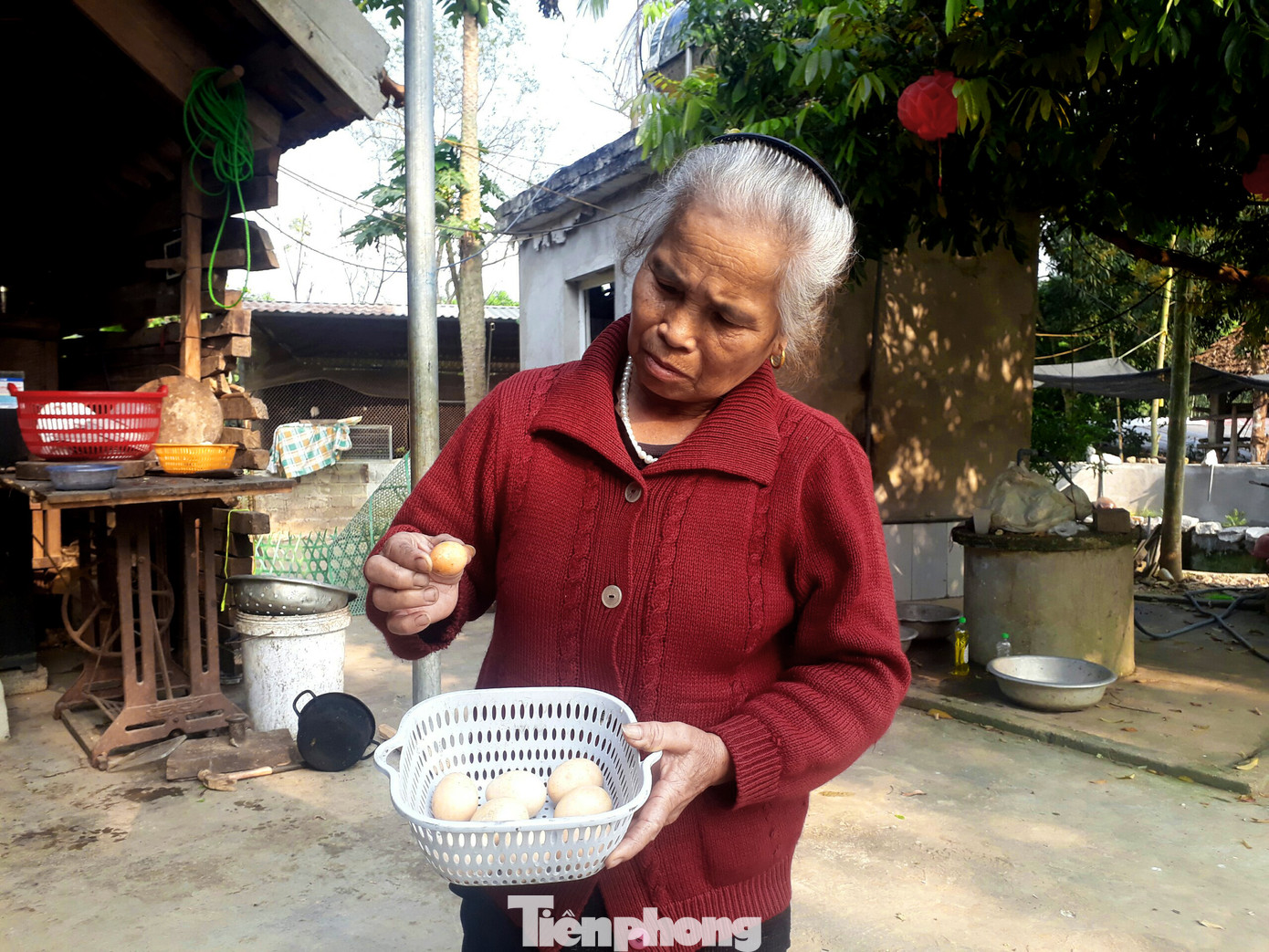 Bà Xuân cho biết, lần đầu tiên thấy quả trứng nhỏ tý do gà trống đẻ ra.