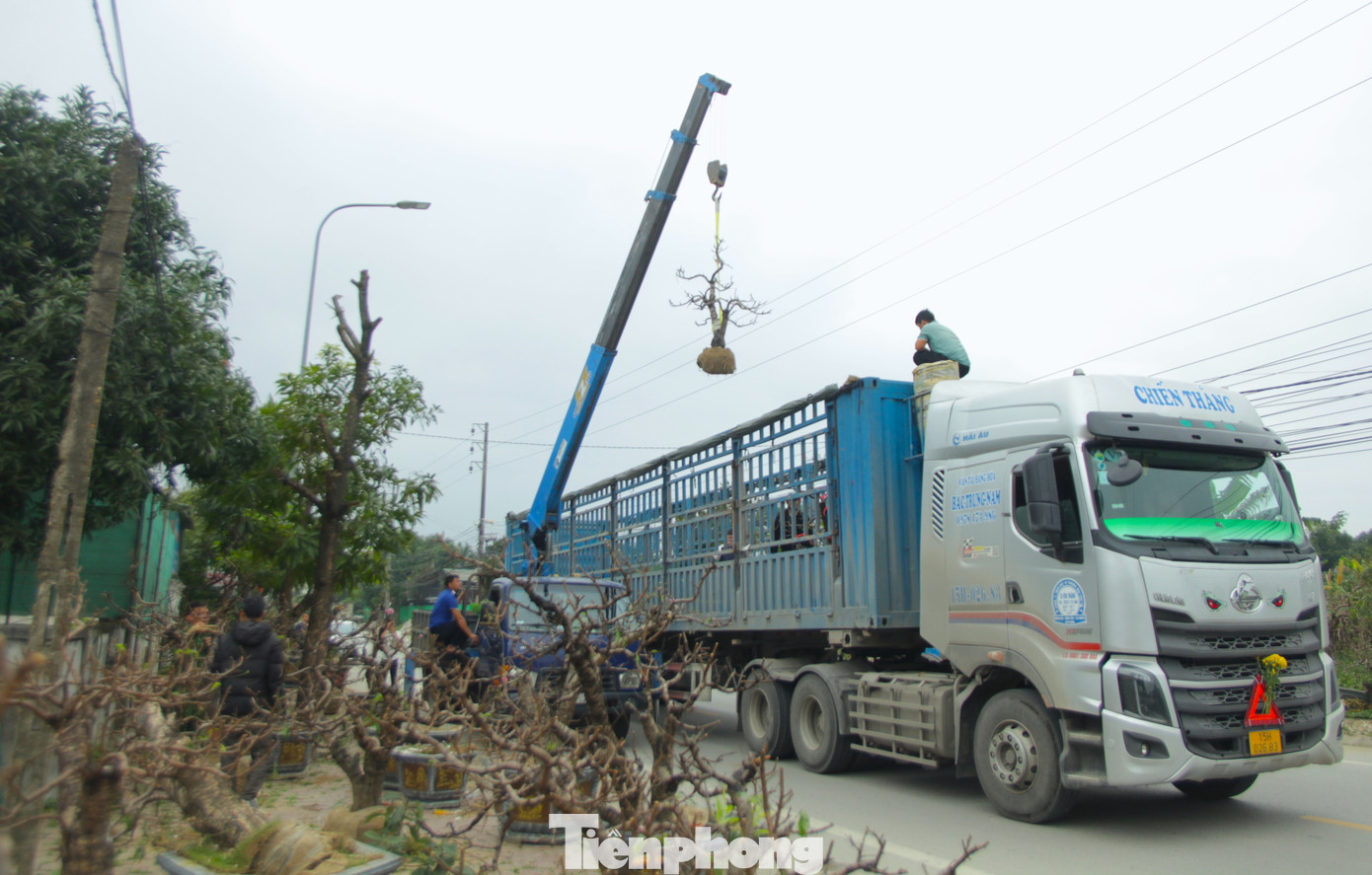 Vài ngày qua, ông Bùi Đình Hồng (trú xã Nghi Kim, TP. Vinh, Nghệ An) cùng nhóm 4 người thợ tất bật đi thu gom những gốc cây đào cổ thụ về để gửi ra Hải Phòng chăm sóc. Chiếc máy cẩu hoạt động liên tục để cẩu cây lên xe tải.