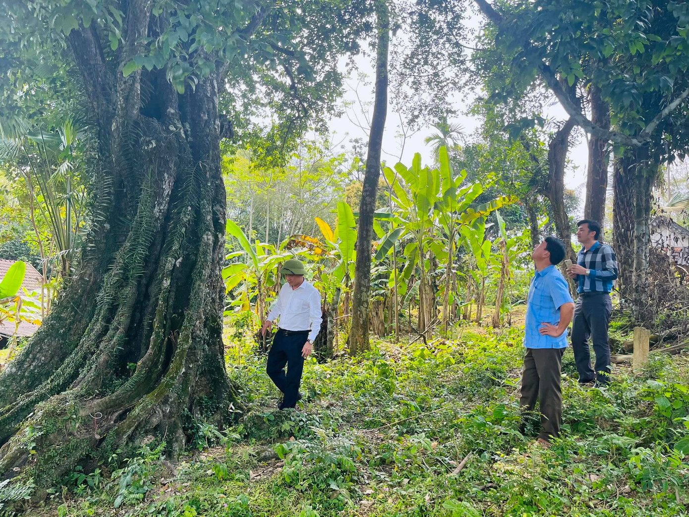 Vào năm 1425, biết tin thủ lĩnh nghĩa quân Cốc Sơn Nguyễn Tuấn Thiện đang đứng lên khởi nghĩa ở vùng núi Hương Sơn, Lê Lợi đã tìm đến chiêu quân, kết nghĩa anh em. Sau đó cả hai cùng giết ngựa, cắt tóc ăn thề dưới gốc thị cổ, thể hiện quyết tâm đồng lòng đánh giặc Minh.