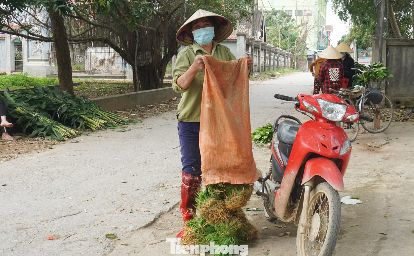 Những năm gần đây, khi biết đến chợ bán cây lúa non này, bà thường tranh thủ đánh xe máy chở lên đây bán. Khoảng hơn 30 bó mạ vừa “trưng hàng” là công sức bà đi tỉa từ chiều hôm trước. “Mỗi bó thấp cũng bán được 10.000 đồng. Nếu nhanh ngồi chút bán hết cũng kiếm được 300.000 đồng. Ở quê kiếm đâu ra chừng ni”, bà Mai cười nói. Những năm gần đây, khi biết đến chợ bán cây lúa non này, bà thường tranh thủ đánh xe máy chở lên đây bán. Khoảng hơn 30 bó mạ vừa “trưng hàng” là công sức bà đi tỉa từ chiều hôm trước. “Mỗi bó thấp cũng bán được 10.000 đồng. Nếu nhanh ngồi chút bán hết cũng kiếm được 300.000 đồng. Ở quê kiếm đâu ra chừng ni”, bà Mai cười nói.