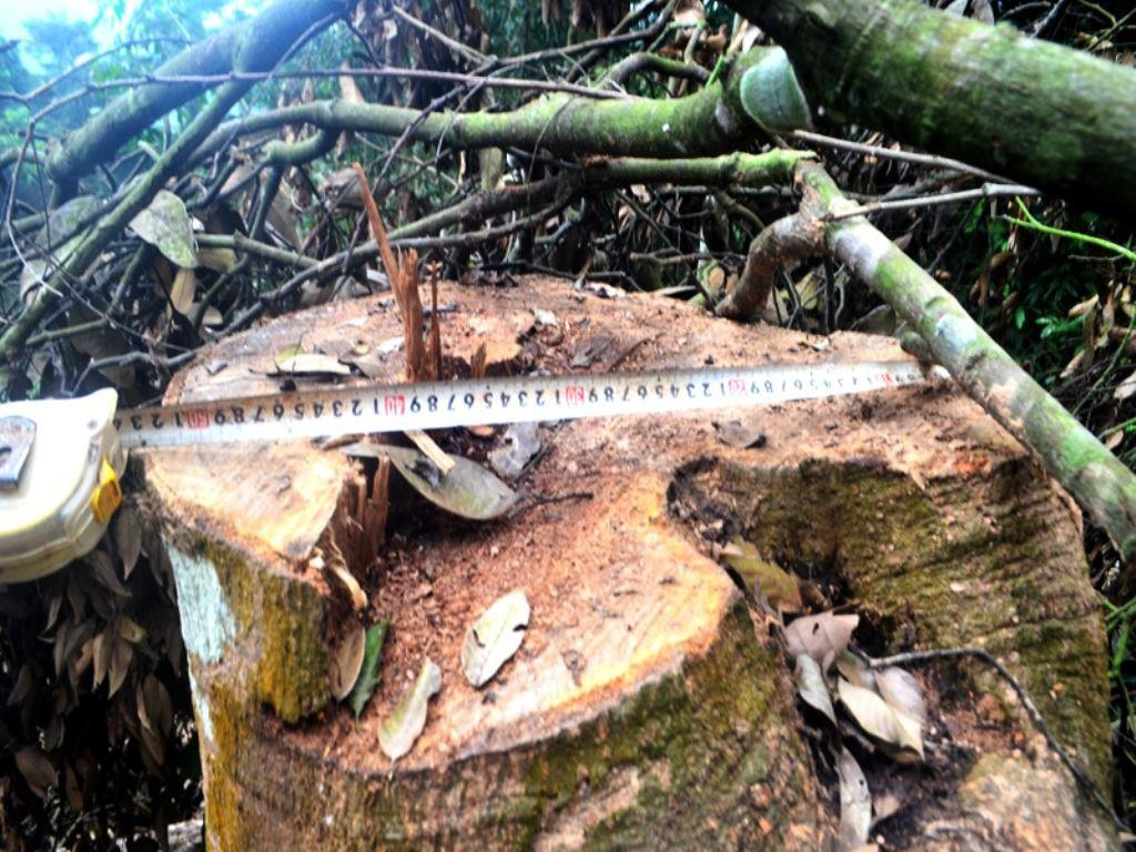 Những gốc cây bị đốn hạ, dấu vết còn tươi mới. Những gốc cây bị đốn hạ, dấu vết còn tươi mới.