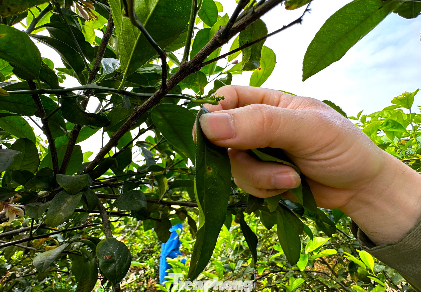 Lá chanh thường được thu hoạch bằng kéo hoặc hái bằng tay. Trong quá trình thu hoạch lá, người dân sẽ cắt bỏ những cành chanh đã già, không còn khả năng sinh trưởng, tạo điều kiện cho những cành mới phát triển tươi tốt hơn.
