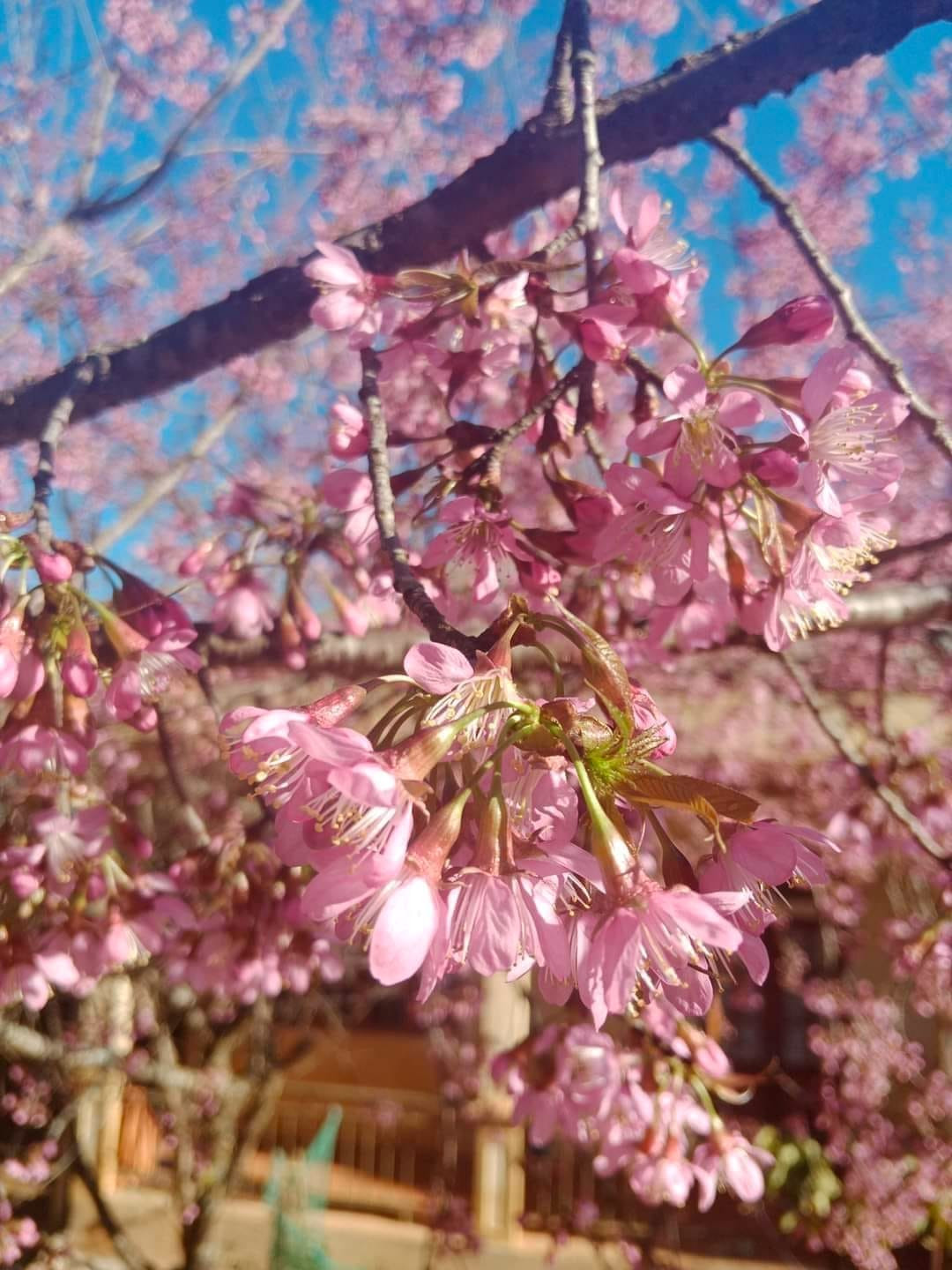 Hoa anh đào nở dày đặc trên cây. (Ảnh: Sỹ Giang).