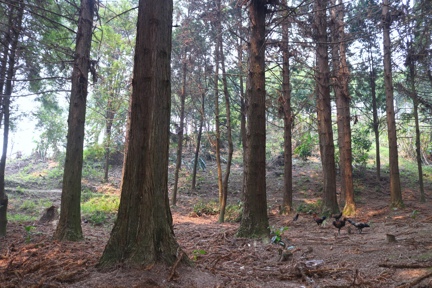 Ông Chống đã tạo công ăn việc làm cho nhiều lao động địa phương.