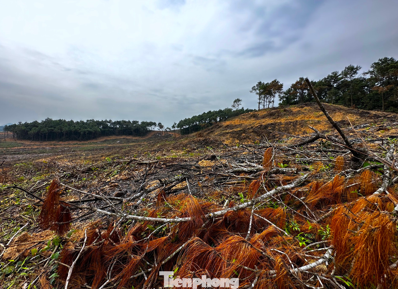 Những cành cây thông ngổn ngang dưới đất sau khi bị chặt hạ. Thế chỗ vào những gốc cây thông này là những cây keo non. Những cành cây thông ngổn ngang dưới đất sau khi bị chặt hạ. Thế chỗ vào những gốc cây thông này là những cây keo non.