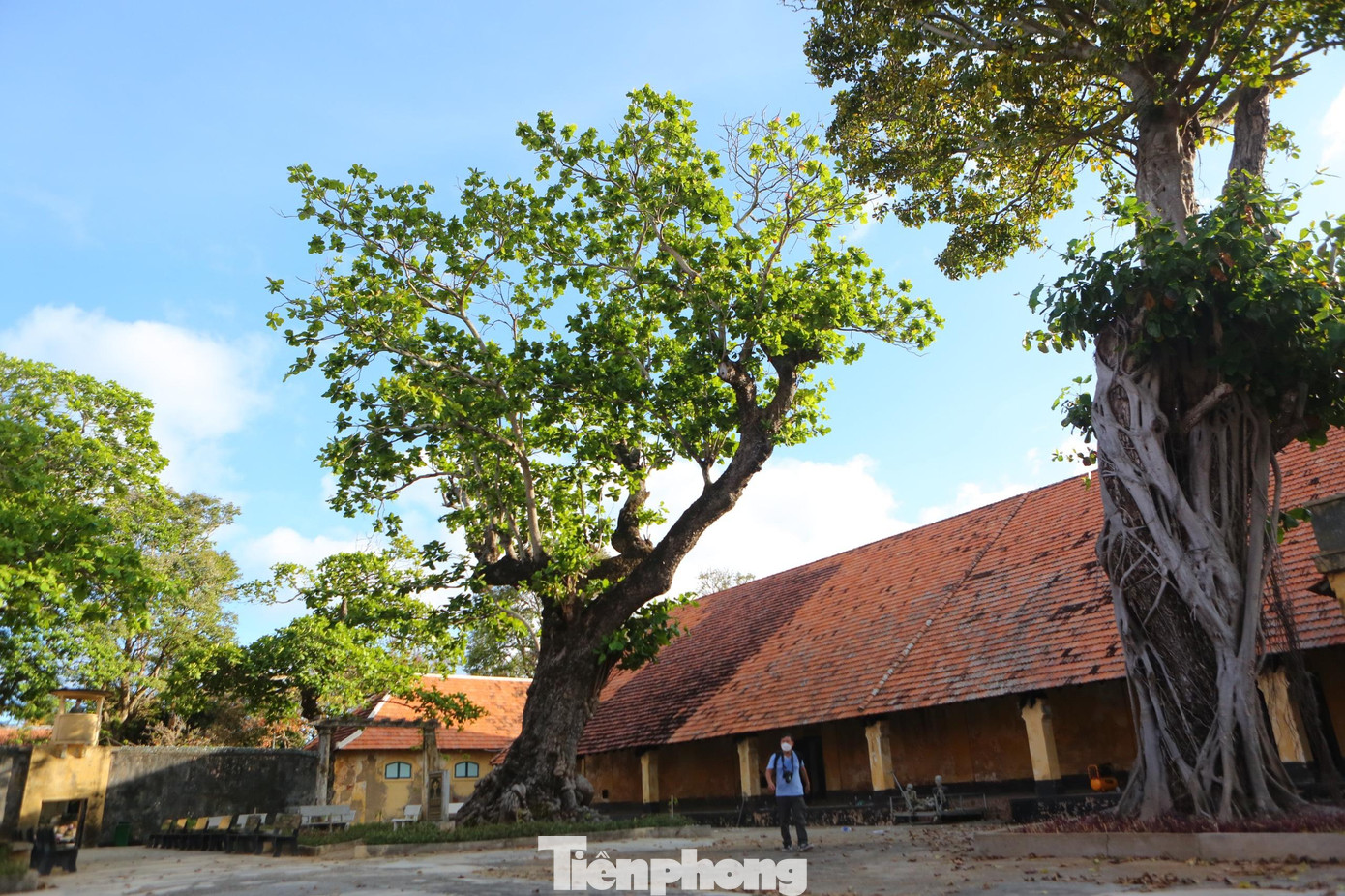 Từ những ý nghĩa trên, cây bàng di sản trở thành biểu tượng tinh thần của người dân Côn Đảo nói riêng, người dân cả nước nói chung. Côn Đảo hôm nay đổi thay và cây bàng lại chứng kiến màu áo mới ấy.