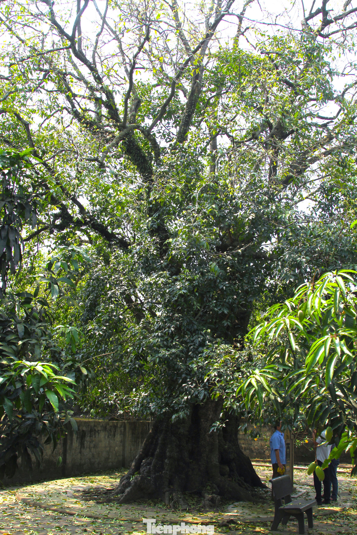 Năm cây thị cổ thụ có thân to lớn, cao hàng chục mét. Cành lá của cây sum suê phủ kín cả khoảng vườn rộng lớn. Theo ông Hà, gốc cây thị lớn nhất có đường kính gần 4m, cả chục người ôm mới xuể, bốn cây còn lại lần lượt nhỏ hơn.