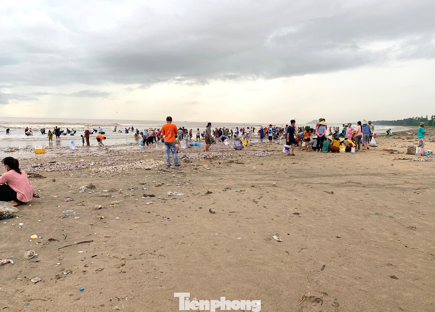 Hàng trăm người dân kéo nhau ra biển Quỳnh Phương nhặt, nạo ngao Hàng trăm người dân kéo nhau ra biển Quỳnh Phương nhặt, nạo ngao
