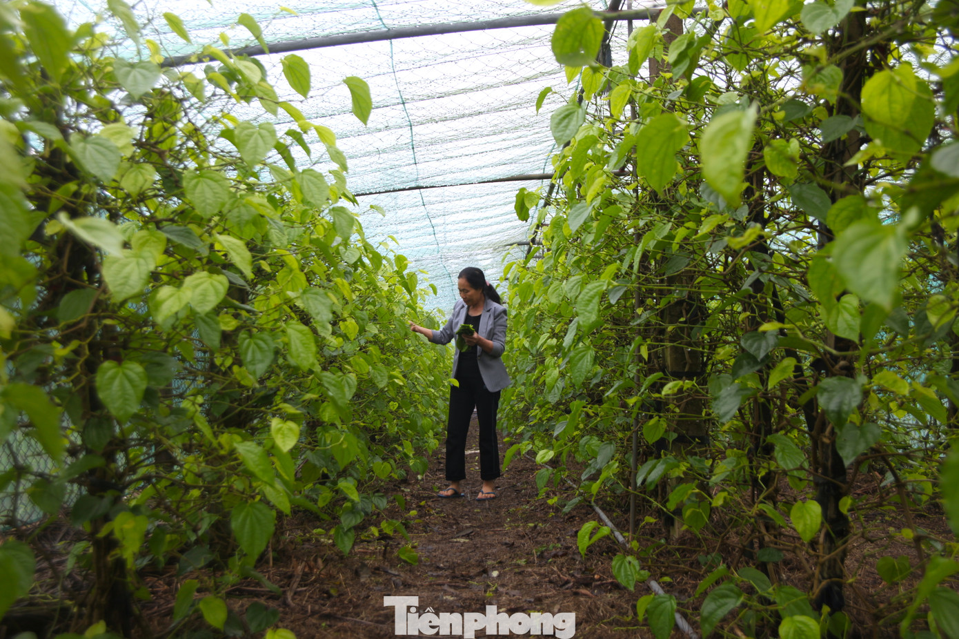 Trước Tết, gia đình ông bà Hoa thu nhập khoảng 80 triệu đồng từ lá trầu không. Dịp rằm tháng giêng này gia đình bà Hoa cũng đã bán được hơn 30 triệu đồng.