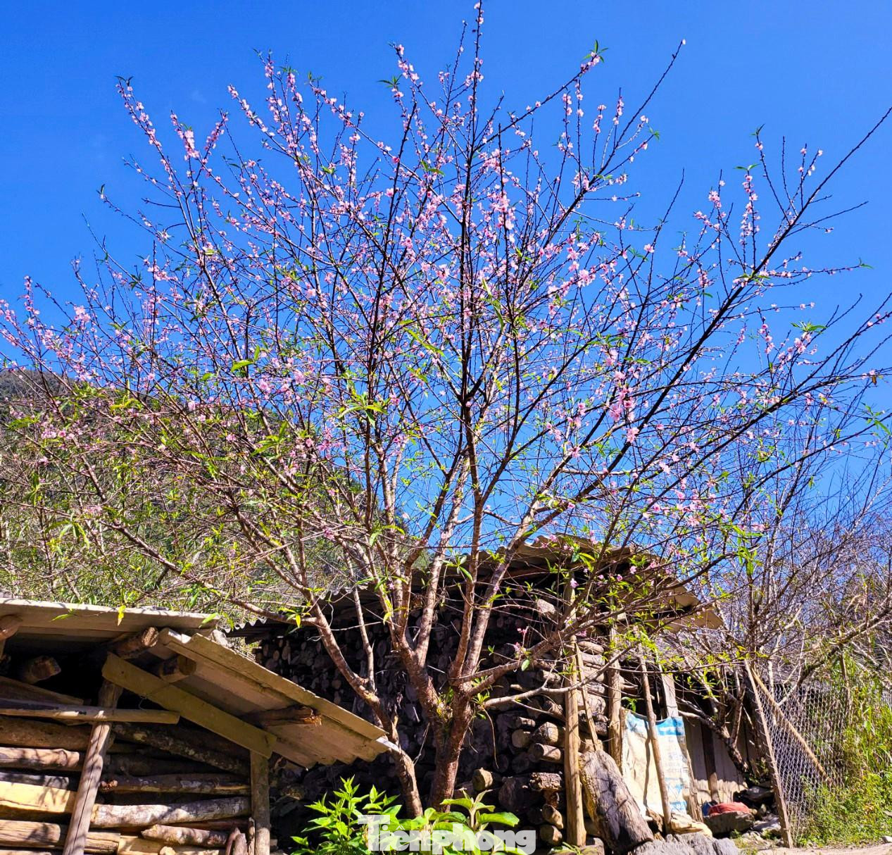 Thời tiết ở Mường Lống mát mẻ, du khách thập phương khi đến nơi đây thường ví như Sa Pa xứ Nghệ hay Đà Lạt xứ Nghệ. Trong các loại cây, cây đào được người dân bản địa trồng nhiều nhất. Trong vườn, bên lề đường và cả trong khuôn viên trường học, đào được trồng khắp nơi. Mỗi dịp Tết đến Xuân về, đến Mường Lống, du khách sẽ mãn nhãn với những nụ đào chúm chím đọng sương mai rồi bung nở rực rỡ dưới nắng vàng. Thời tiết năm nay nắng ấm nên đào ở Mường Lống nở sớm. Những vườn đào đã nhuộm màu hồng, đối với người dân và thương lái thì Tết Nguyên đán sắp tới, kiếm được cành đào chơi Tết sẽ rất khó khăn. Một cây đào cổ thụ khỏe khoắn vươn mình đón nắng. Những cây đào cổ thụ được thương lái săn mua dù giá cả rất cao. Theo một thương lái cho biết, điều đó nhằm khẳng định đẳng cấp cùng may mắn lộc tràn. Một cây đào bung nở gần hết, màu hồng rực rỡ trong vườn nhỏ. Đào nở sớm khiến người dân mất một nguồn thu nhập dịp Tết nhưng điều này cũng hút khách du lịch đến với Mường Lống, đến với "cổng trời" mù sương thơ mộng. Thấp thoáng bên những căn nhà của người Mông là loài cây thân thuộc với họ. Cây đào góp phần đưa địa danh Mường Lống "bay" ra khỏi núi rừng hoang vu của dãy Trường Sơn hùng vĩ. Vườn mận đâm chồi, ra lá non. Nắng cuối Đông hắt xuống tạo nên khung cảnh tuyệt đẹp giữa bốn bề núi non điệp trùng. Du khách, nhiếp ảnh gia đến vườn đào Mường Lống chụp hình, lưu lại những khoảnh khắc đào nở tiễn đông qua, đón xuân về. Rời Mường Lống, khách sẽ mong muốn ngày trở lại. Đến thung lũng yên bình đang mạnh mẽ đổi thay, khỏe khoắn như những mầm chồi của cây đào, cây mận...