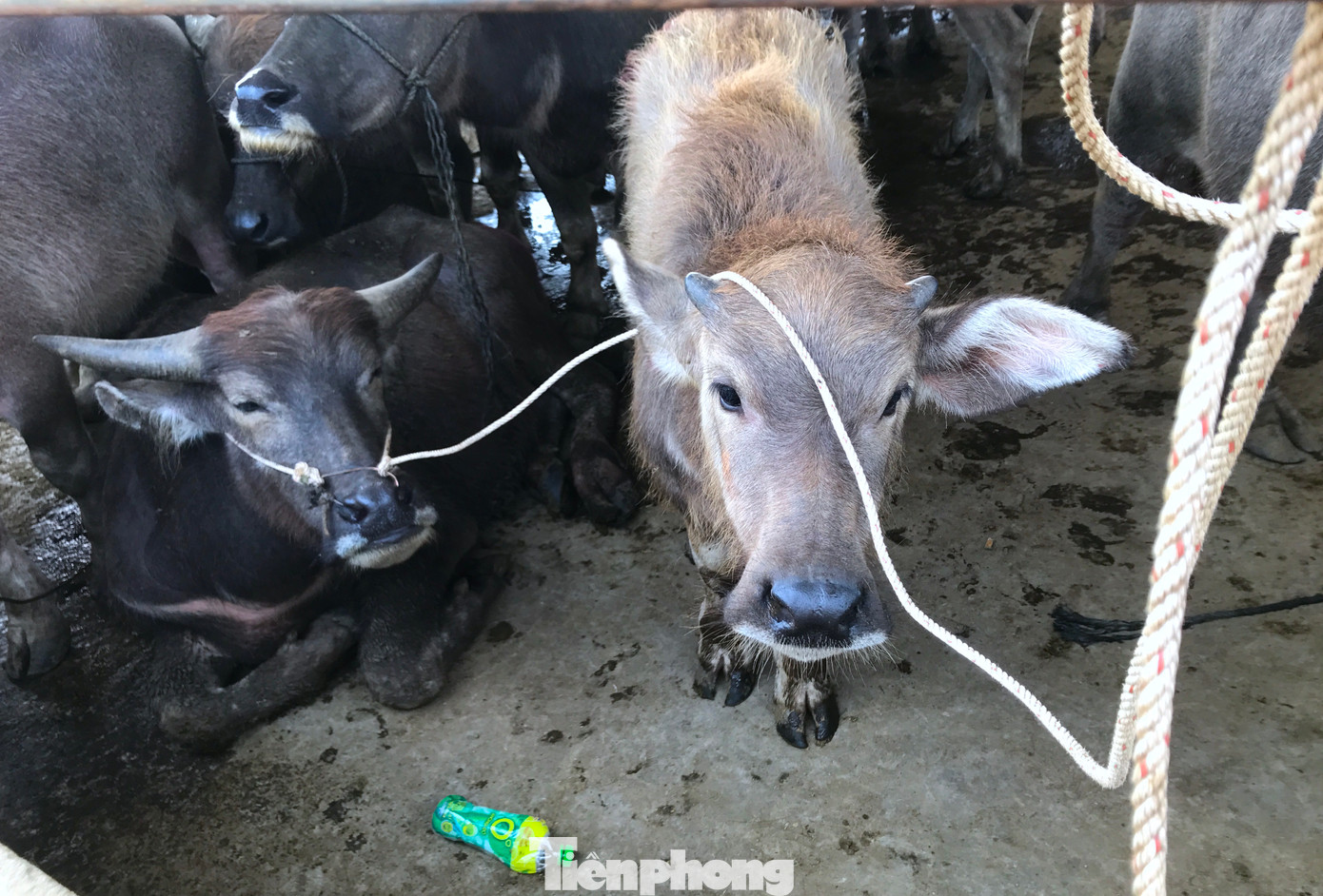 Những con trâu, bò nhỏ sẽ được thuê người đưa ra chăn thả trên các cánh đồng cỏ của xã. Khi bò đã đạt trọng lượng, chất lượng thịt tốt mới đem bán. Từ đó cũng hình thành nên nghề vỗ béo trâu bò.