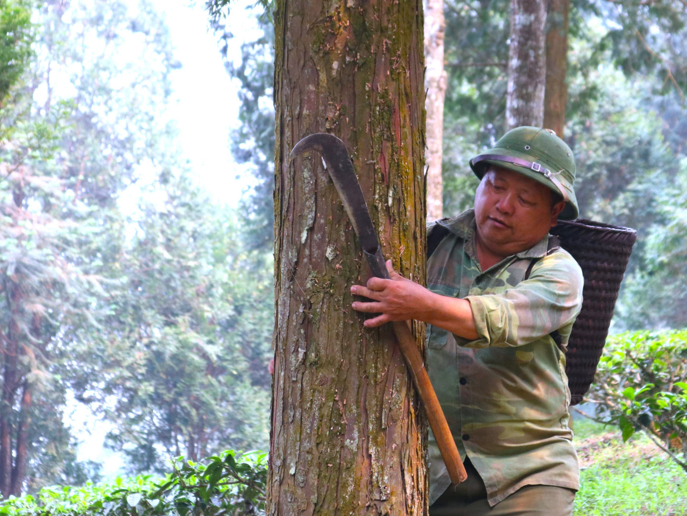 Những cây pơ mu, sa mu quý hiếm cao lớn đang từng ngày phát triển, xanh mát cả một vùng.