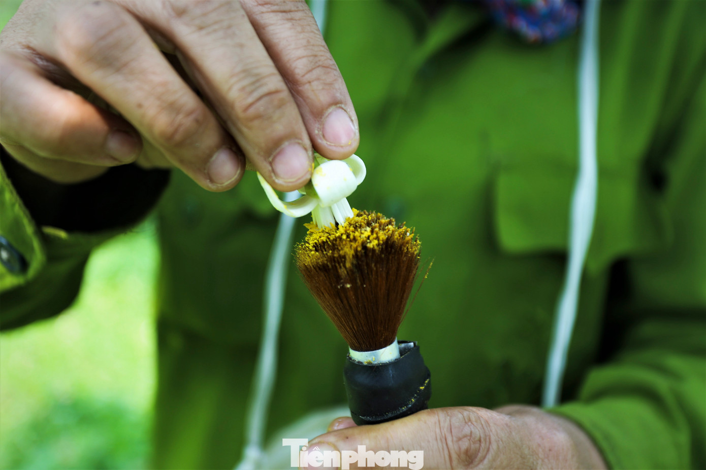 Hoa được chọn phải đều, cánh mịn, khi chấm thử vào lòng bàn tay phấn hoa màu vàng sẽ rời ra.