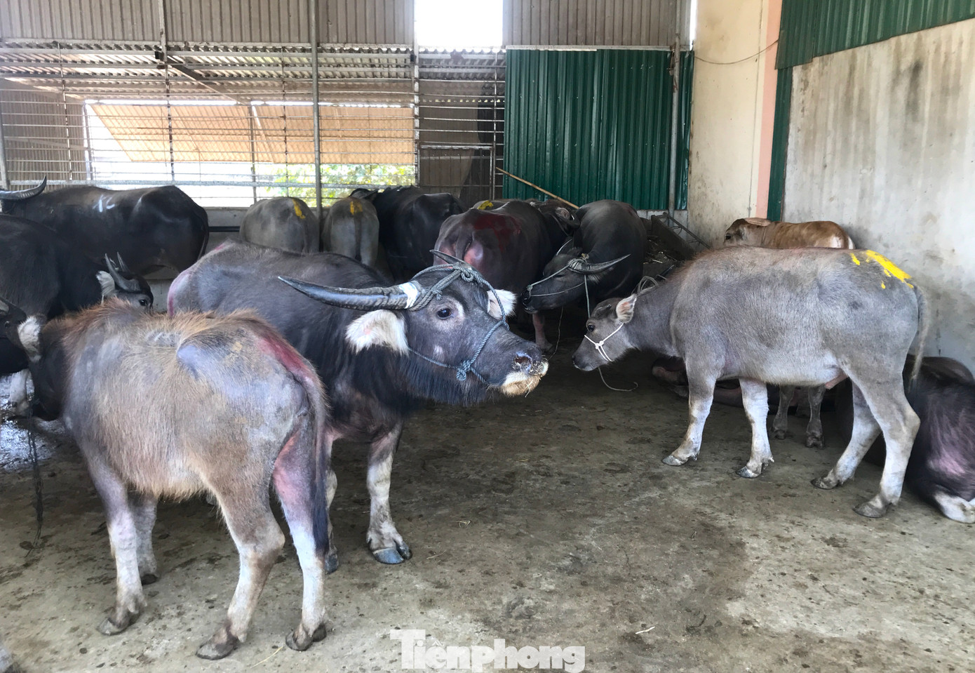 Những con trâu, bò nhỏ sẽ được thuê người đưa ra chăn thả trên các cánh đồng cỏ của xã. Khi bò đã đạt trọng lượng, chất lượng thịt tốt mới đem bán. Từ đó cũng hình thành nên nghề vỗ béo trâu bò.