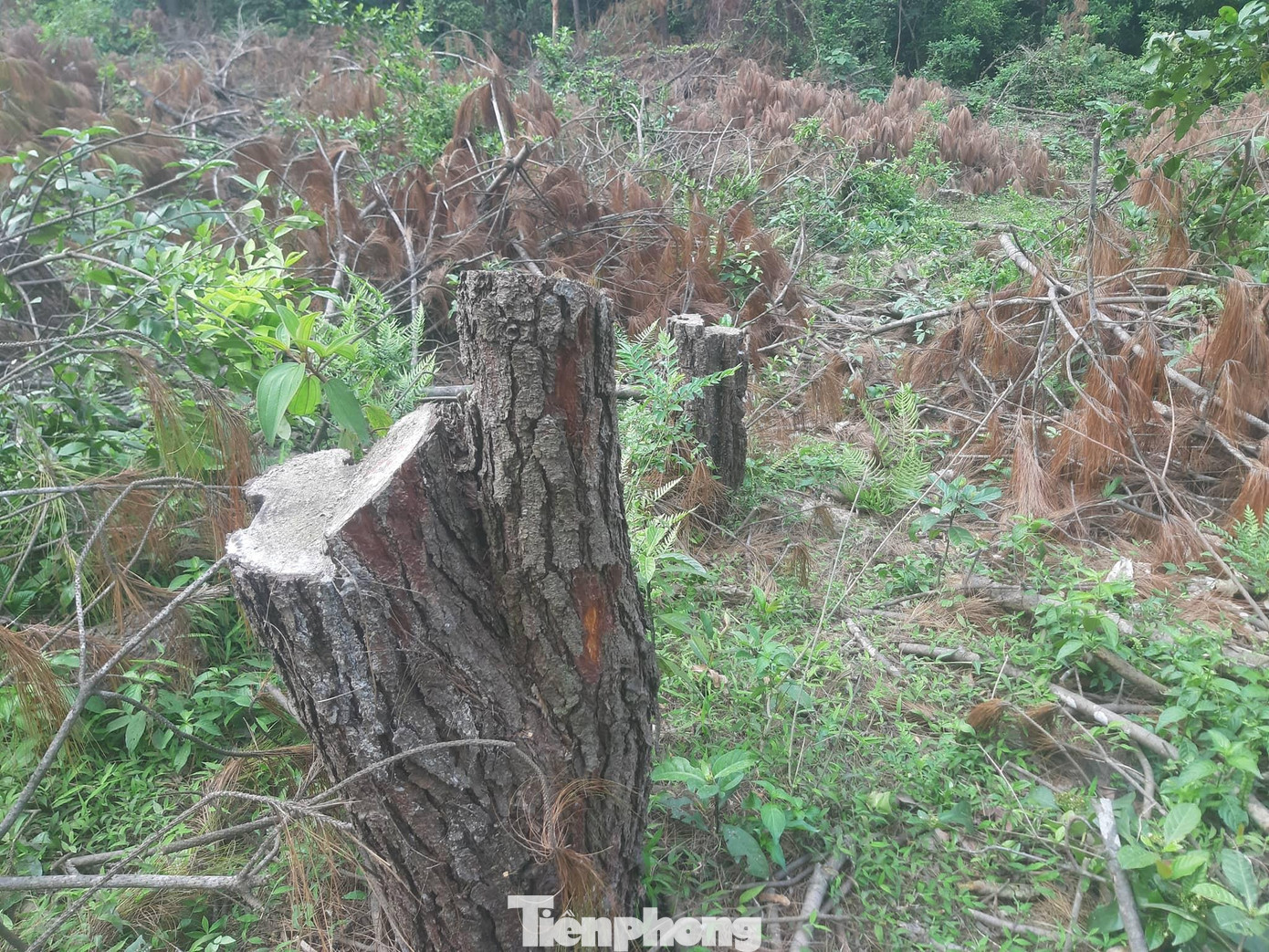 Những gốc thông có tuổi đời gần 30 năm, đường kính từ 20-40 cm bị đốn hạ.