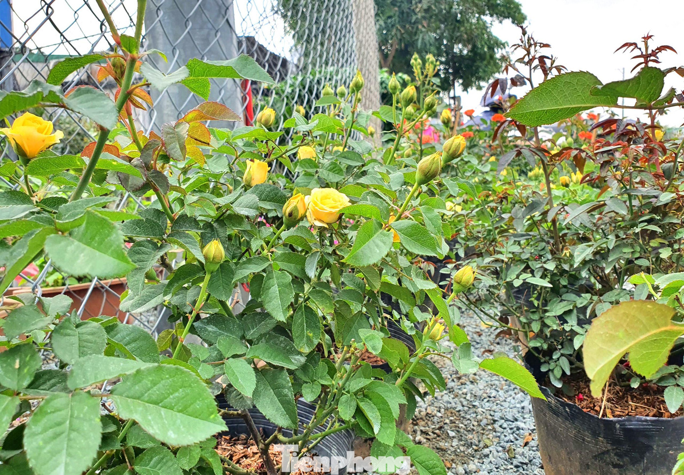 Nổi bật trong đó vẫn là các loài hoa giấy, hoa hồng có giá từ vài chục ngàn đến vài chục triệu đồng mỗi chậu.