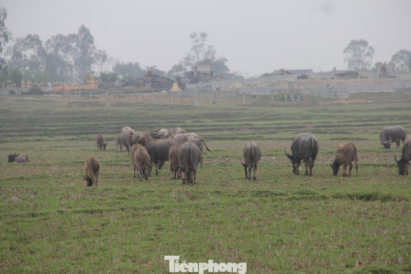 Mỗi đàn trâu như vậy có khoảng từ 20 - 40 con, được giao cho 2 - 4 người trông coi. Tuỳ vào số lượng của đàn trâu, họ sẽ chọn cánh đồng phù hợp để chăn thả, rồi cứ thế mỗi người một góc trời riêng ngồi canh chừng đàn trâu.