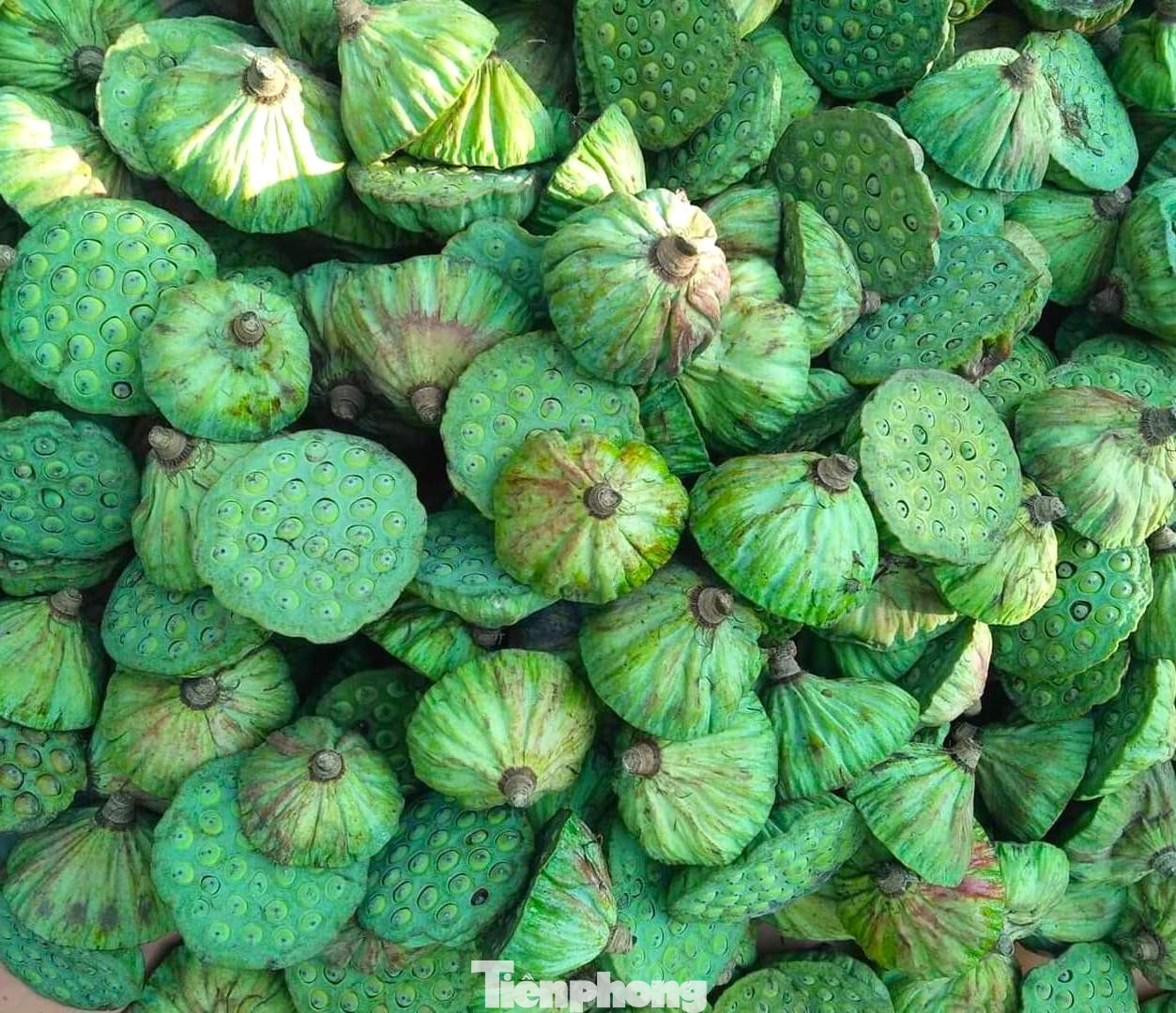 Không chỉ mỗi hoa sen, hạt sen cũng cho giá trị kinh tế lớn.