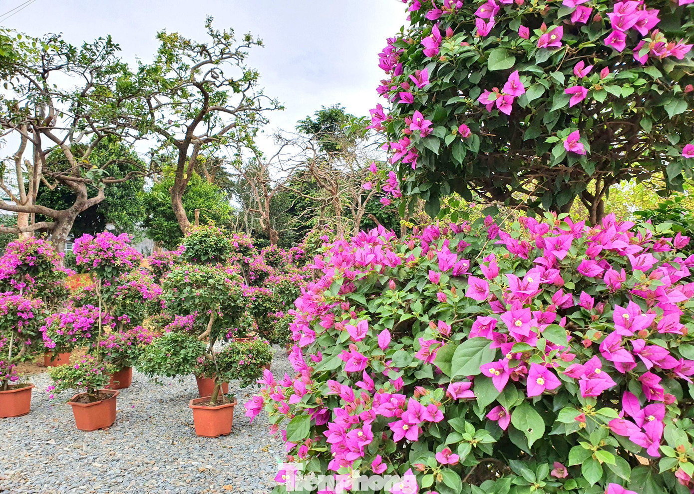 Các loài hoa được nhập về đủ sắc màu, chủng loại, giá cả từ vài chục ngàn đến vài triệu đồng.