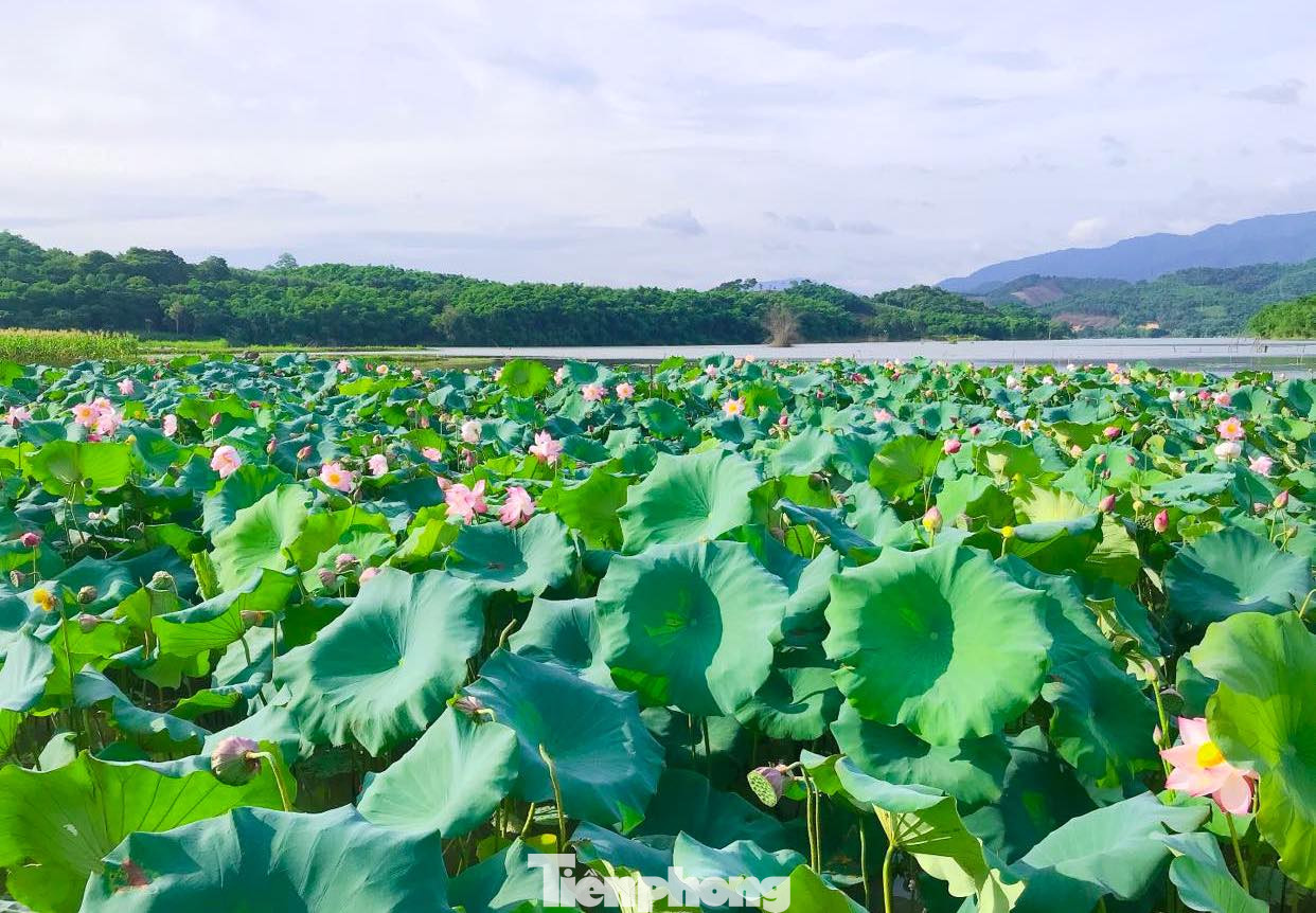 Được chăm sóc, những đầm sen tươi tốt đến mùa nở rực tạo nên khung cảnh đẹp thơ mộng.