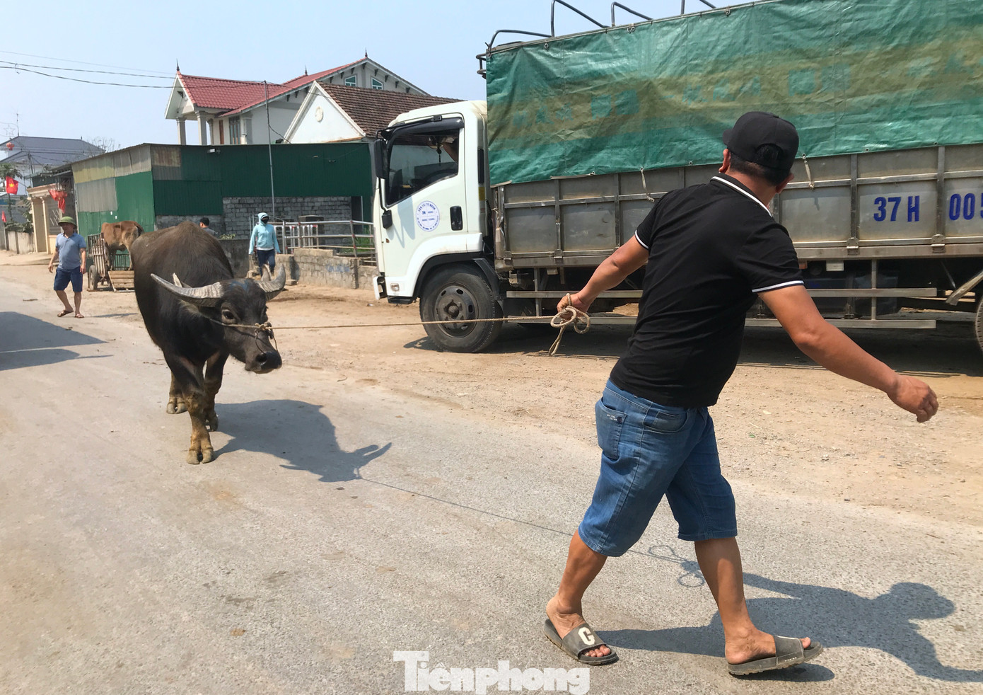 Trên các con đường ở xóm 1, xã Đại Sơn người bán, kẻ mua tất bật giao dịch. Những con trâu, bò béo mẫm được kéo lên thùng xe sau các cuộc giao dịch chớp nhoáng.