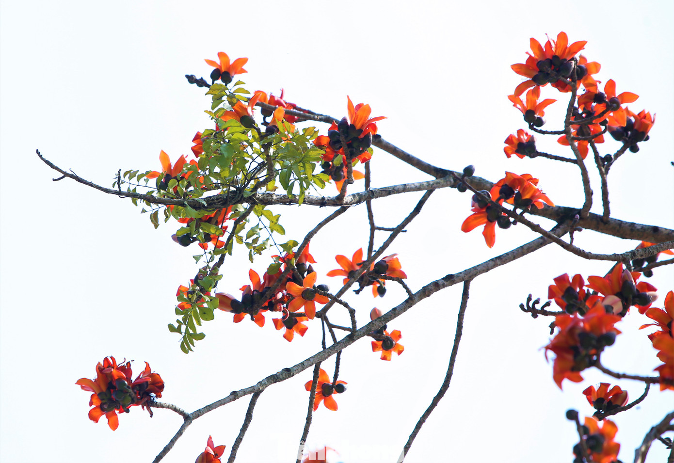 Ông Trần Đình Truyền - Chủ tịch UBND xã Thanh Nho (huyện Thanh Chương) cho biết, trước đây trên cây hoa gạo này có rất nhiều hoa lan ký sinh nên người dân sau đó đã lấy về trồng. Hiện, chính quyền đã cấm để bảo vệ cây.