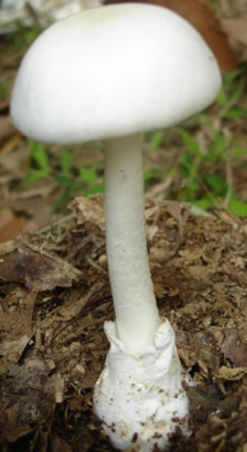 Những loại nấm bạn nên tránh xa nếu không muốn hại gia đình ảnh 2