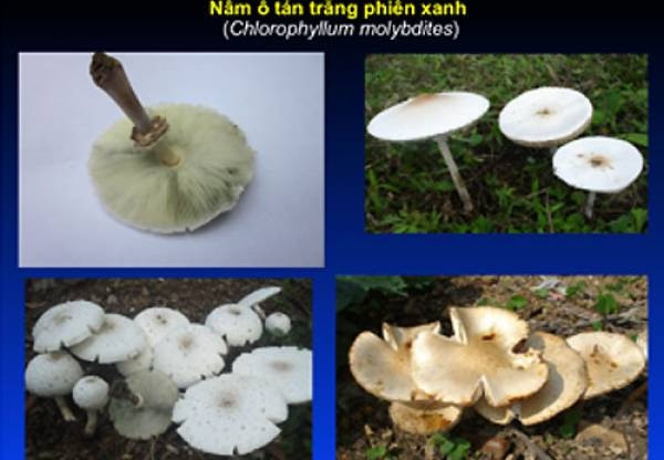Những loại nấm bạn nên tránh xa nếu không muốn hại gia đình ảnh 4