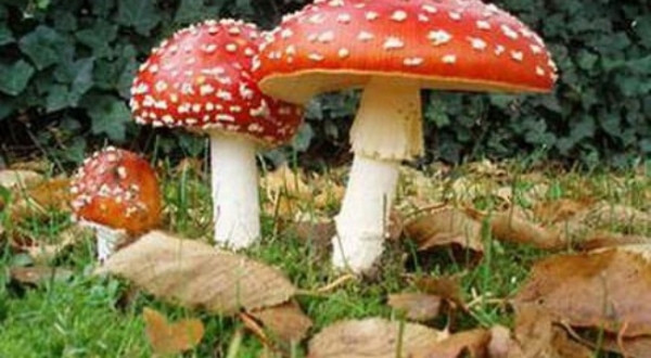 Những loại nấm bạn nên tránh xa nếu không muốn hại gia đình ảnh 5
