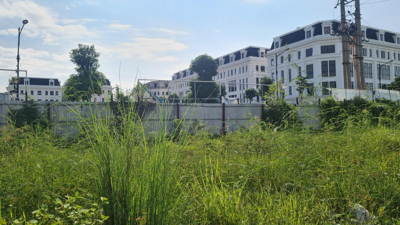 Cỏ mọc um tùm bên trong dự án Khu đô thị mới Thịnh Liệt.