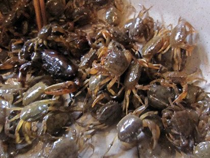  Ngày hè nóng nghĩ đến bát canh cua mồng tơi đã thấy thèm. Với 2 lạng cua (18.000 đồng/lạng), các bà, các chị nội trợ đã nấu được nồi canh cua ngọt mát cho gia đình 4 người ăn