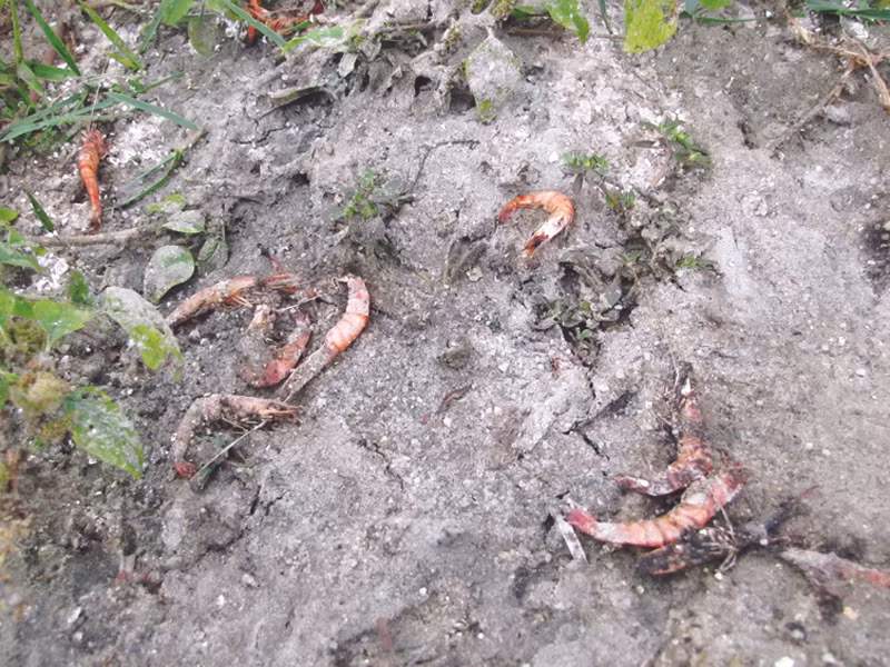 Tôm chết còn sót lại bên những hồ nuôi bị bỏ hoang