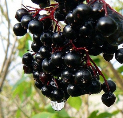 Tám món ăn “khoái khẩu” có thể gây tử vong cho bạn ảnh 5