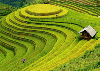 Lên Mường Lò xem múa xòe, trải nghiệm danh thắng ruộng bậc thang ảnh 1