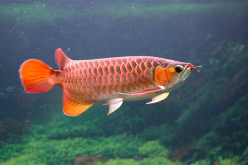 Chú Huyết Long của anh Hưng. Ảnh: Dragonfish