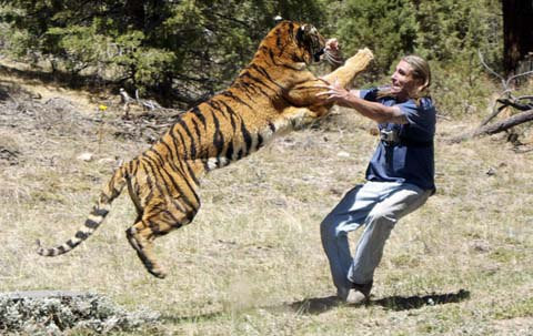 Con hổ tên là Eden được Randy nuôi từ khi nó mới sinh ra, và những buổi tập khiến nhiều người sợ hãi như thế này thường xuyên diễn ra tại trung tâm của Randy