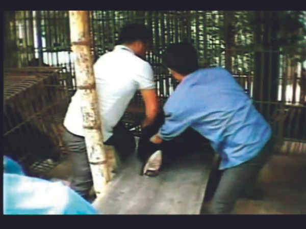 Du khách Hàn Quốc xem lôi gấu ra khỏi chuồng trong một trại nuôi gấu ở Hạ Long (nguồn: Truyền hình KBS Hàn Quốc)