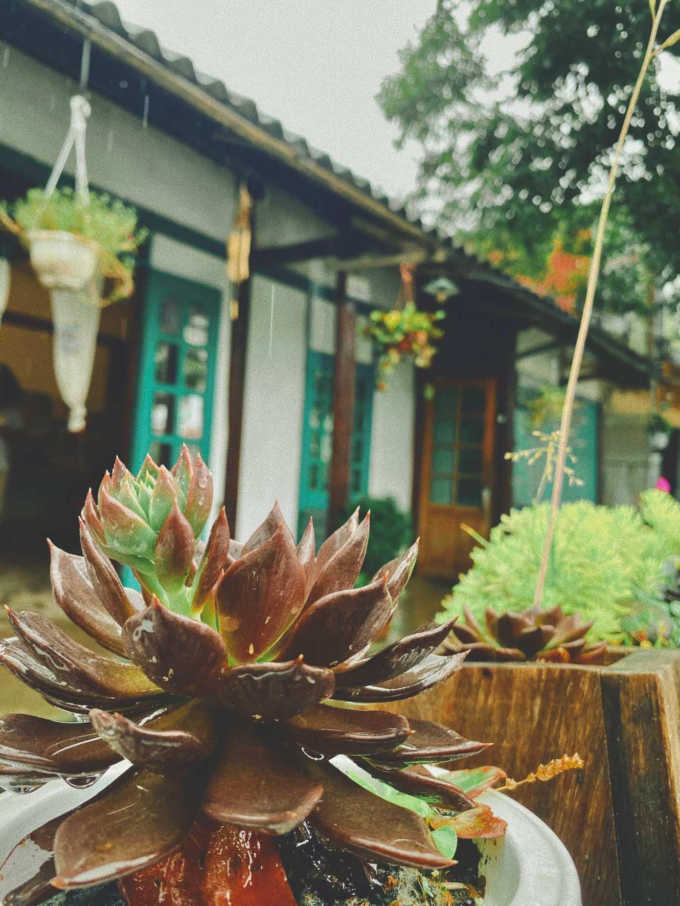 Ngôi nhà có hàng hiên đặt rất nhiều chậu hoa, cây cảnh cùng băng ghế gỗ nhỏ để gia chủ và bạn bè hay hàng xóm ngồi tán gẫu, nói chuyện.